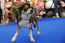 Pooch power: Small dogs originated in Middle East Pooch power: Small dogs originated in Middle East