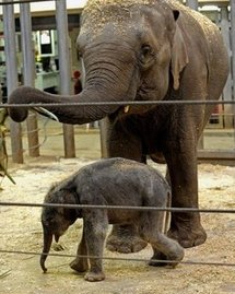 Photo of a young male elephant calf born at Sydney's Taronga Zoo last year   (AFP/File/Greg Wood)