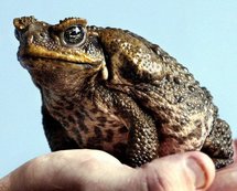 An Australian cane toad An Australian cane toad