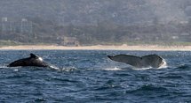 Humpback whales off the coast near Sydney. Humpback whales off the coast near Sydney.