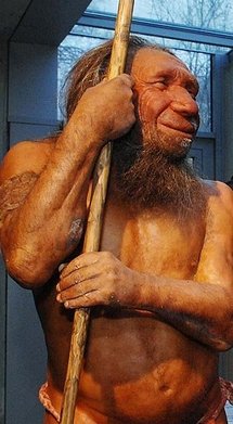A reconstruction of a Neanderthal at a museum