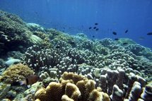 Fish swim in the coral reef of Bunaken Island national marine park Fish swim in the coral reef of Bunaken Island national marine park