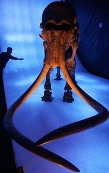 Mammoth exhibit at a museum