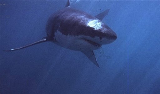 A Great White Shark A Great White Shark