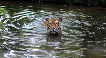A Malayan tiger in the National Zoo at Kuala Lumpur on 23rd May A Malayan tiger in the National Zoo at Kuala Lumpur on 23rd May