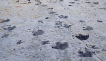Dinosaur footprints found on Scottish island unearth Jurassic secrets