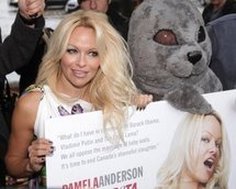 Canadian star Pamela Anderson unveils an advertisement condemning Canada's seal hunt at a press conference in Toronto in October 2009. Canadian star Pamela Anderson unveils an advertisement condemning Canada's seal hunt at a press conference in Toronto in October 2009.