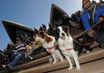 Aussie dogs go barking mad for a little mutt music Aussie dogs go barking mad for a little mutt music