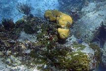 Marine sponge drug extends breast cancer survival: study Marine sponge drug extends breast cancer survival: study