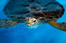 A Green sea turtle in captivity