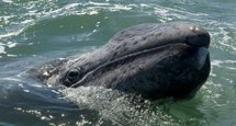 A grey whale calf at the San Ignacio Lagoon, Baja California Sur state, Mexico A grey whale calf at the San Ignacio Lagoon, Baja California Sur state, Mexico