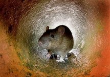 US scientists make major progress on lung regeneration US scientists make major progress on lung regeneration