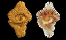 A virtual picture released by French Sciences Institute CNRS shows external (left) and internal morphology of a fossil, part of fossils found in Franceville site in Gabon. A virtual picture released by French Sciences Institute CNRS shows external (left) and internal morphology of a fossil, part of fossils found in Franceville site in Gabon.