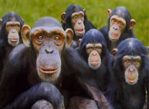 Human lineage split from monkeys later than thought: study Human lineage split from monkeys later than thought: study