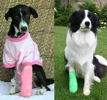 Canada Christians outraged over communion for a dog Canada Christians outraged over communion for a dog