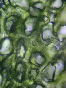 Australians find spongy links to origins of man Australians find spongy links to origins of man