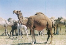 Camel-crazy UAE pioneers cutting-edge breeding technology Camel-crazy UAE pioneers cutting-edge breeding technology