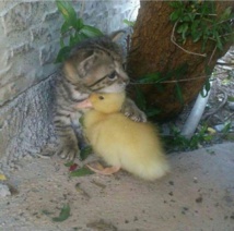 New Zealand village wants to ban cats