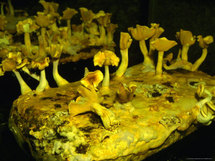 Berlin magic mushroom museum show a major hit Berlin magic mushroom museum show a major hit