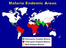 Dirty socks could help fight malaria: researcher Dirty socks could help fight malaria: researcher
