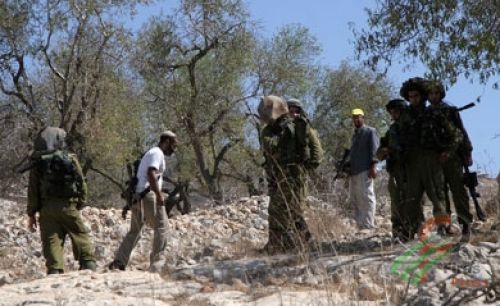 Palestinian 'olive trees uprooted' in West Bank Palestinian 'olive trees uprooted' in West Bank