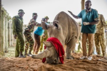Rhino egg harvesting gives conservationists hope Rhino egg harvesting gives conservationists hope