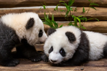 Berlin's panda cubs meet the press ahead of public debut Berlin's panda cubs meet the press ahead of public debut