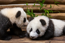 Berlin's panda cubs meet the press ahead of public debut