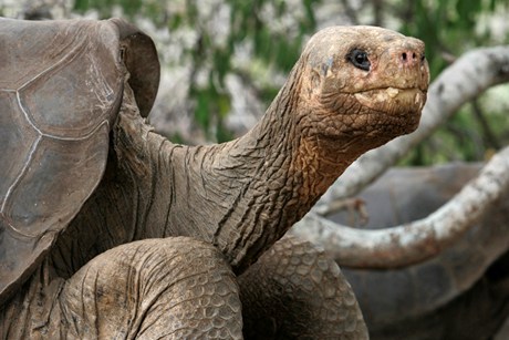 World loses species with death of Lonesome George World loses species with death of Lonesome George