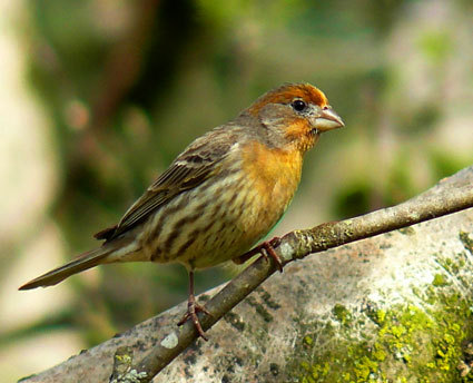 Mother knows best: finches choose chicks' gender