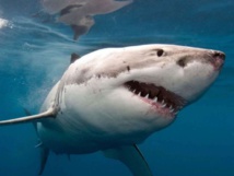 Shark grabs 10-year-old Australian boy from fishing boat in Tasmania