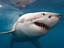 Shark grabs 10-year-old Australian boy from fishing boat in Tasmania Shark grabs 10-year-old Australian boy from fishing boat in Tasmania