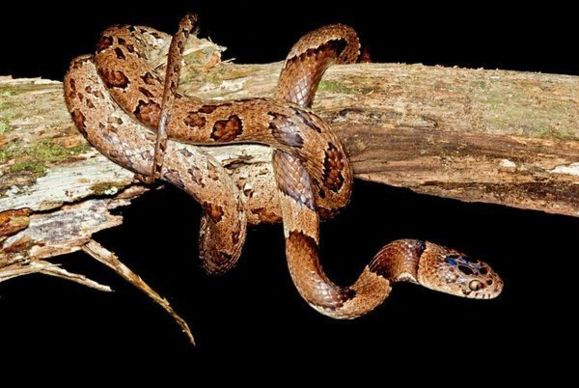 Scientists find new snake species, in a museum