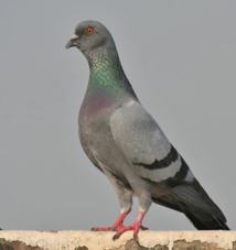 Image by J.M.Garg. Accessed via Wikipedia. Image by J.M.Garg. Accessed via Wikipedia.