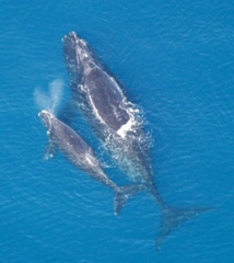 High tech helps scientists protect whales High tech helps scientists protect whales