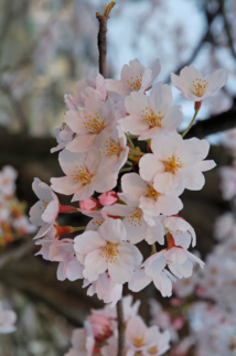 Source of image, accessed via Wikipedia: 2007_Sakura_of_Fukushima-e_007.jpg: Kropsoq