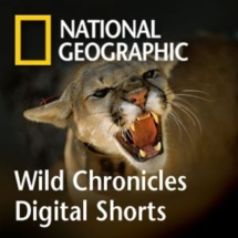 Namesake TV channel breaks National Geographic mold