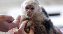Bieber's pet monkey becomes 'German'