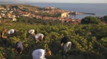 Ancient French winemaking had roots in Italy