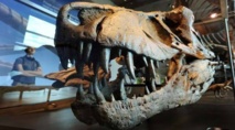 Broken tooth in dino tail 'proves' T. rex was predator