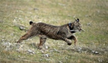 Missing lynx: Climate change to wipe out rarest cat Missing lynx: Climate change to wipe out rarest cat