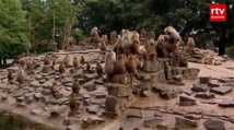 Traumatised baboon mystery at Dutch zoo Traumatised baboon mystery at Dutch zoo