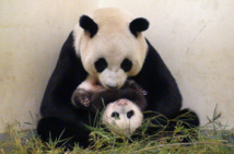 Thailand's adored giant panda searches for love in China Thailand's adored giant panda searches for love in China