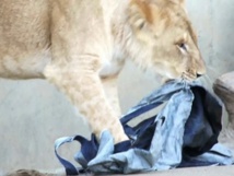 Japan zoo makes wild fashion statement with lion-ripped jeans Japan zoo makes wild fashion statement with lion-ripped jeans