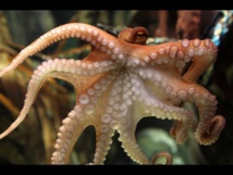 Octopus inspires new camouflage material Octopus inspires new camouflage material