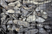 Prisoner shoes stolen from Nazi death camp museum Prisoner shoes stolen from Nazi death camp museum