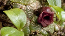 British botanists find unknown 'warty' orchid species