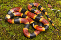 Scientists unravel mystery of snake venom Scientists unravel mystery of snake venom