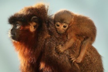 It's a titi! New monkey species found in Peru It's a titi! New monkey species found in Peru