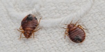 Genes show why bedbugs are tough suckers to kill Genes show why bedbugs are tough suckers to kill